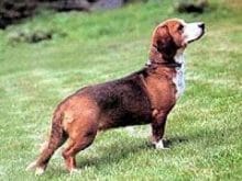 Westphalia Basseti Westphalia Basseti