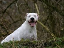 Dogo Arjantin Dogo Arjantin