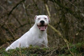 Dogo Arjantin Dogo Arjantin