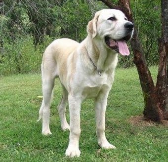 Alabay (Alabai) Alabay (Alabai)