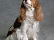 Cavalier King Charles Spanieli Cavalier King Charles Spanieli