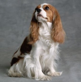 Cavalier King Charles Spanieli Cavalier King Charles Spanieli