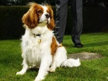 King Charles Spaniel King Charles Spaniel