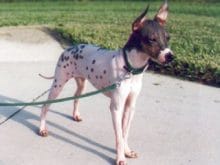 Amerikan Tüysüz Terrieri Amerikan Tüysüz Terrieri