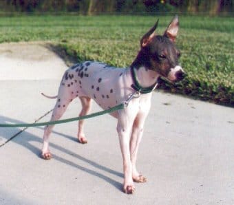 Amerikan Tüysüz Terrieri Amerikan Tüysüz Terrieri