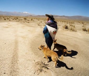 Amerikan Yerli Köpeği Amerikan Yerli Köpeği
