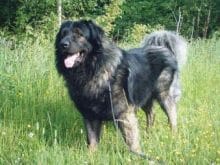 Kars Çoban Köpeği