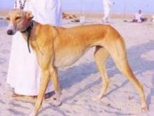 Türk Tazısı Türk Tazısı