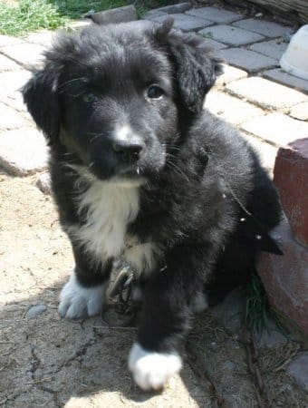 Sokö (Sokak Köpeği) Sokö (Sokak Köpeği)