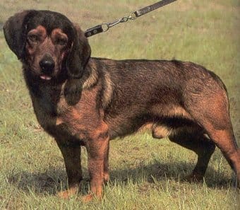 Alpine Dachsbracke Alpine Dachsbracke