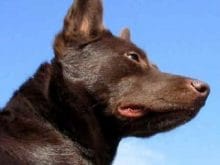 Avustralyalı Kelpie