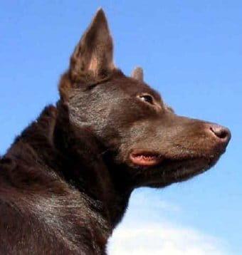 Avustralyalı Kelpie Avustralyalı Kelpie