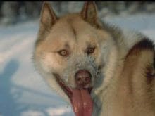 kucuk1151734353gronland_dog_01.jpg kucuk1151734353gronland_dog_01.jpg