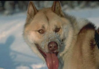 Grönland Köpeği Grönland Köpeği