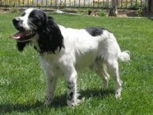 Russian Spaniel Russian Spaniel