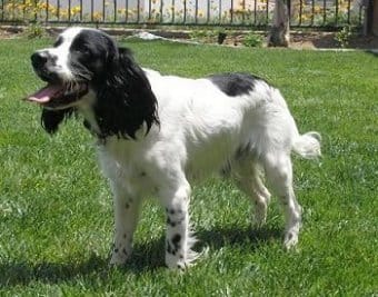 Russian Spaniel Russian Spaniel