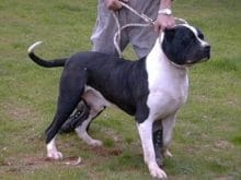 Bandogge Mastiff Bandogge Mastiff