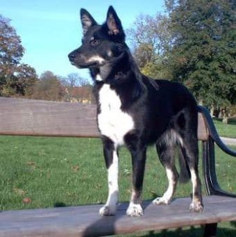 Lapponian Çoban Köpeği Lapponian Çoban Köpeği