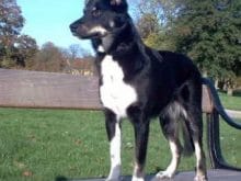 Lapponian Çoban Köpeği Lapponian Çoban Köpeği