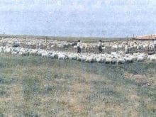 SÜT KEÇİSİ YETİŞTİRİCİLİĞİ SÜT KEÇİSİ YETİŞTİRİCİLİĞİ