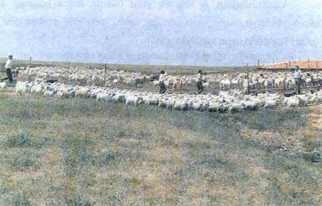 SÜT KEÇİSİ YETİŞTİRİCİLİĞİ SÜT KEÇİSİ YETİŞTİRİCİLİĞİ