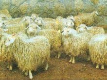 kucukbas12_clip_image002_0000.jpg kucukbas12_clip_image002_0000.jpg