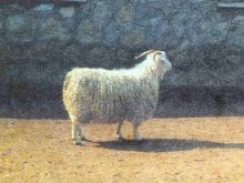 ANKARA KEÇİSİ YETİŞTİRİCİLİĞİ ve TİFTİK ÜRETİMİ