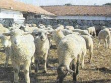 KOYUNLARDA BANYO, KIRKIM VE YAPAĞI KOYUNLARDA BANYO, KIRKIM VE YAPAĞI