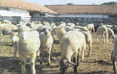 KOYUNLARDA BANYO, KIRKIM VE YAPAĞI KOYUNLARDA BANYO, KIRKIM VE YAPAĞI