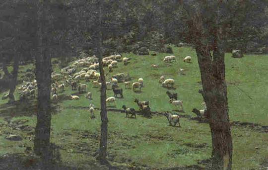 KOYUN VE KEÇİLERDE ÖNEMLİ HASTALIKLAR (VİRAL) KOYUN VE KEÇİLERDE ÖNEMLİ HASTALIKLAR (VİRAL)