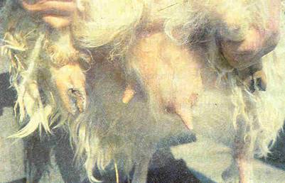 Koyun Ve Keçilerde önemli Hastaliklar(bakteriy El) Koyun Ve Keçilerde önemli Hastaliklar(bakteriy El)