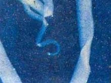 KOYUN VE KEÇİLERDE İÇ VE DIŞ PARAZİTLER KOYUN VE KEÇİLERDE İÇ VE DIŞ PARAZİTLER