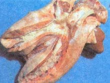 kucukbas19_clip_image008.jpg kucukbas19_clip_image008.jpg