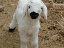 Küçük kuzu resmi Küçük kuzu resmi