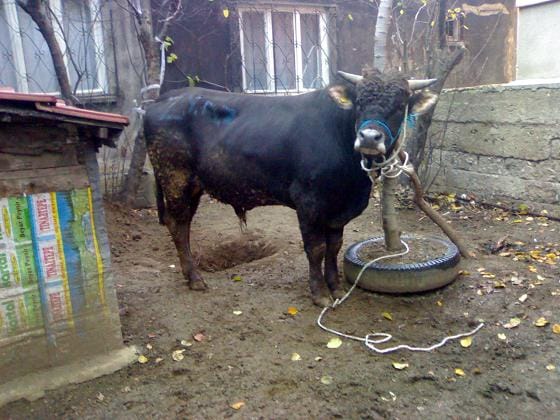 Kurbanlık öküz Kurbanlık öküz