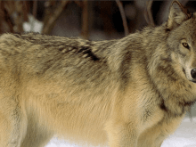 Kurt köpeği resmi Kurt köpeği resmi