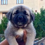 kangal yavrusu