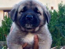 kangal yavrusu kangal yavrusu