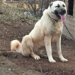 anadolu aslanı kangal