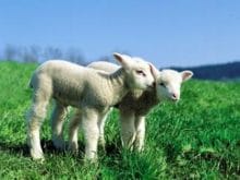 Kuzu resimleri Kuzu resimleri