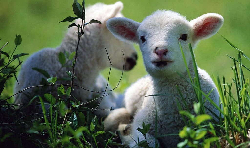 Kuzu resimleri Kuzu resimleri