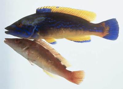 Lapina – Labrus Lapina – Labrus