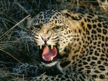 leopar1