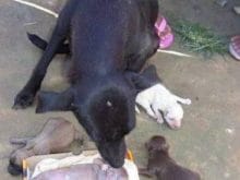 Yavru köpek resimleri