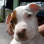 lucyapbt20170916000825172