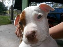 Pitbull Resimleri 2017