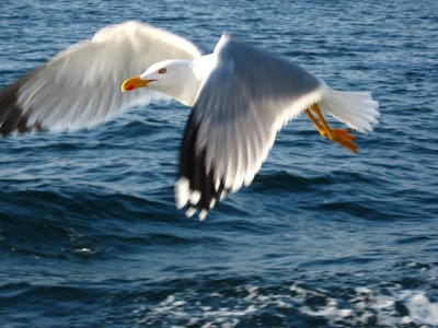 Dalıcı martı resmi Dalıcı martı resmi