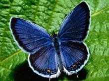 Mavi kelebek resmi Mavi kelebek resmi