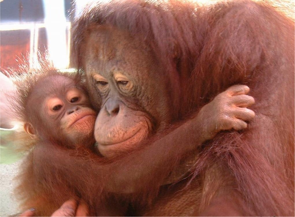 Maymun anne ve yavru maymun Maymun anne ve yavru maymun