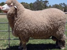 merinos koyunu_1.jpg merinos koyunu_1.jpg